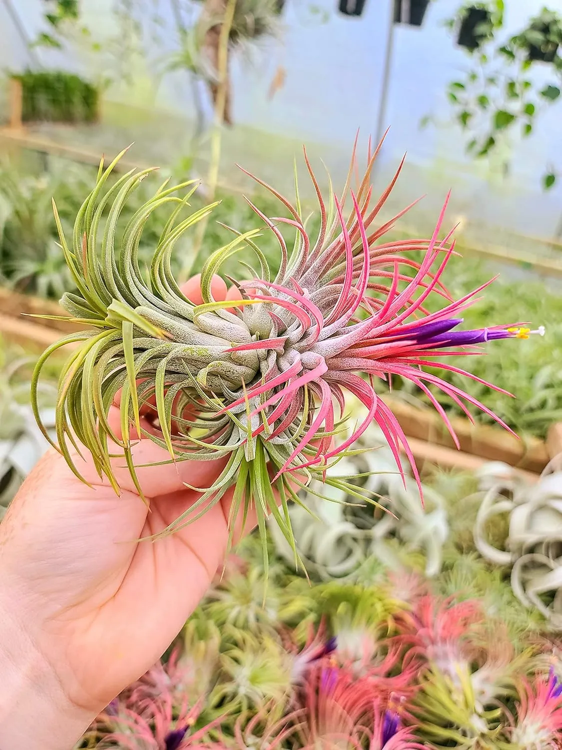 Ionantha Rubra Air Plant (Medium)