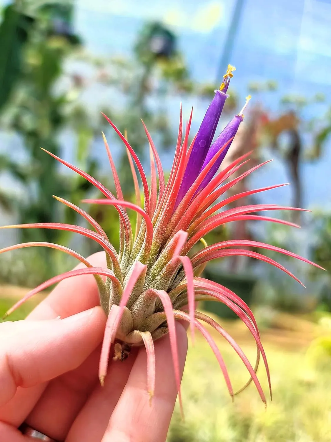 Ionantha Rubra Air Plant (Medium)