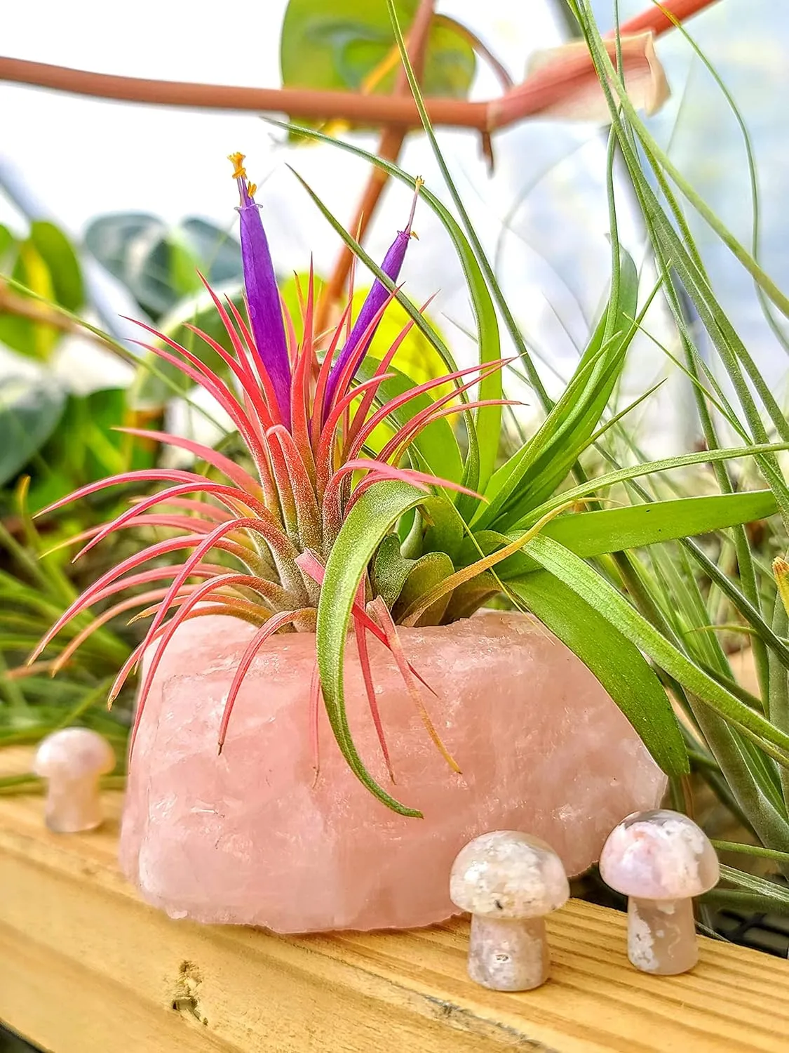 Ionantha Rubra Air Plant (Medium)