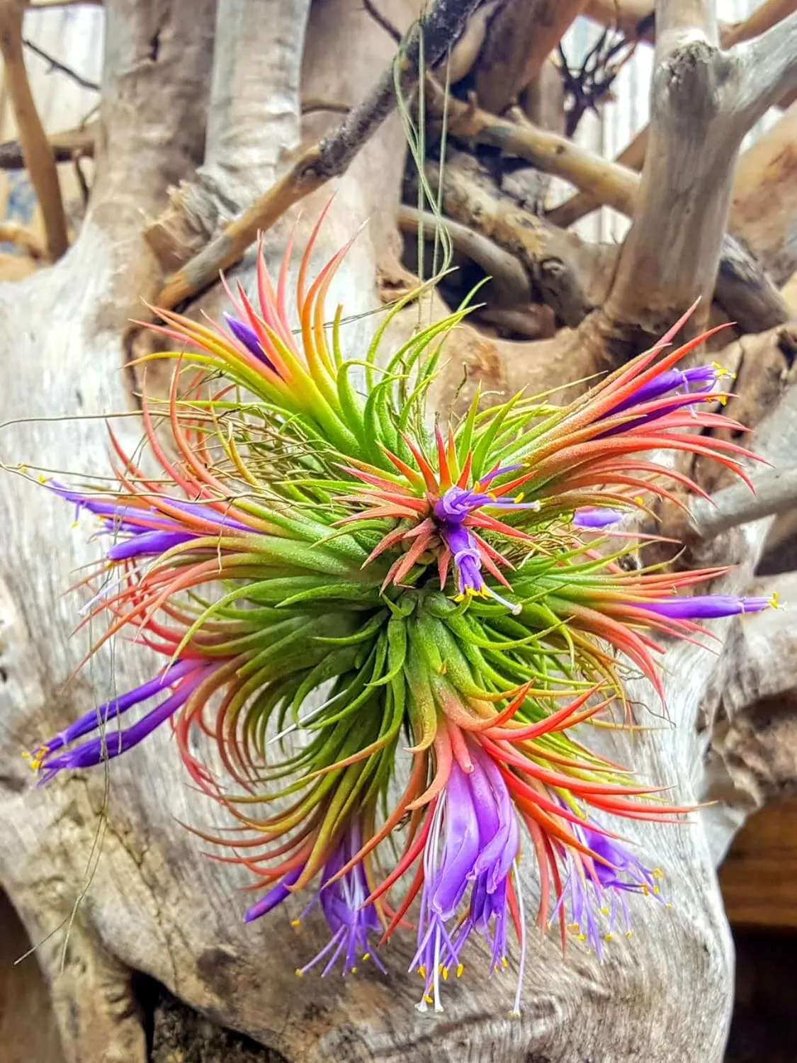 Ionantha Rubra Air Plant (Medium)
