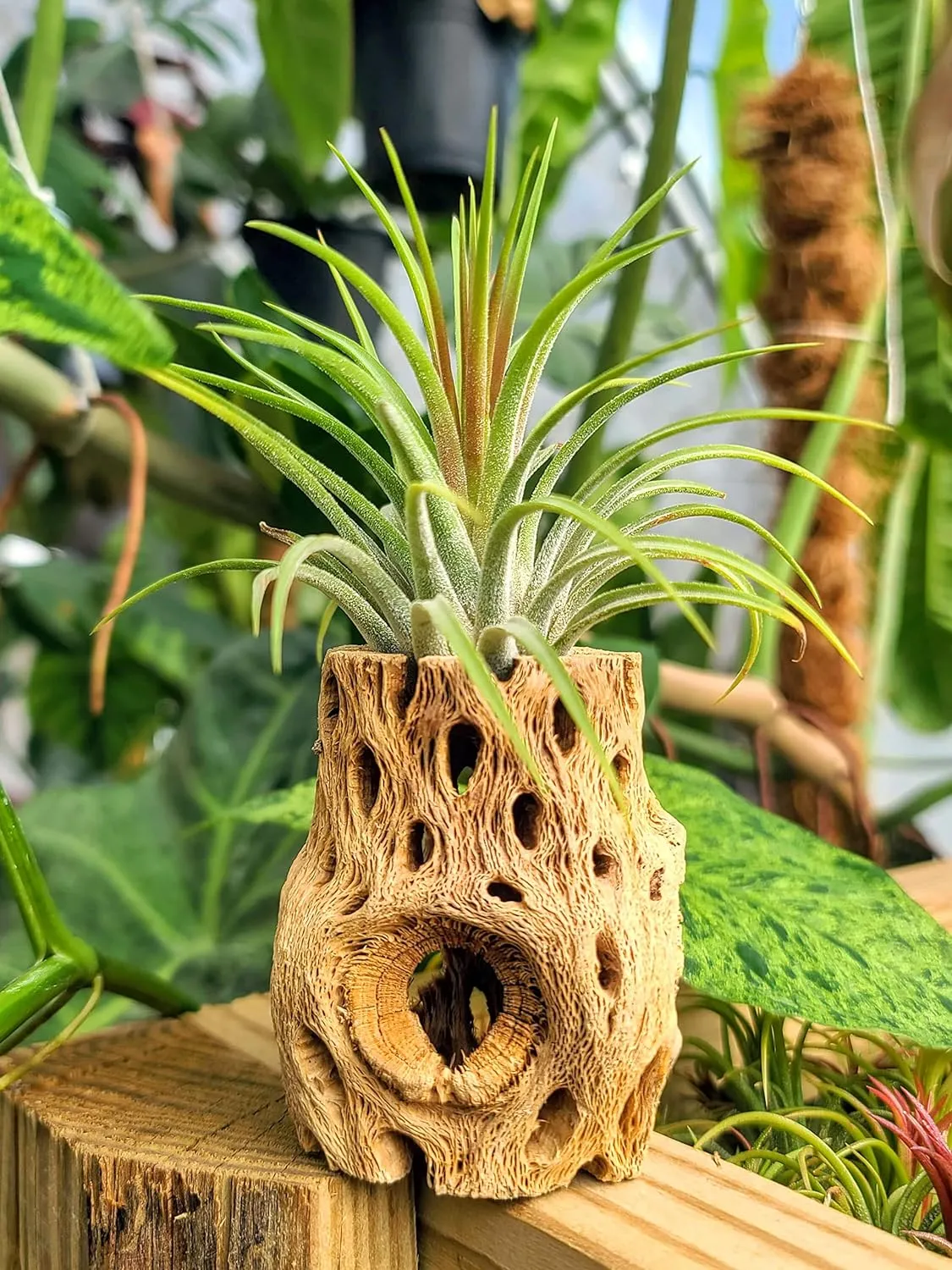 Ionantha Rubra Air Plant (Medium)