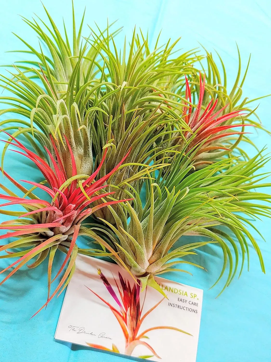 Ionantha Rubra Air Plant (Medium)