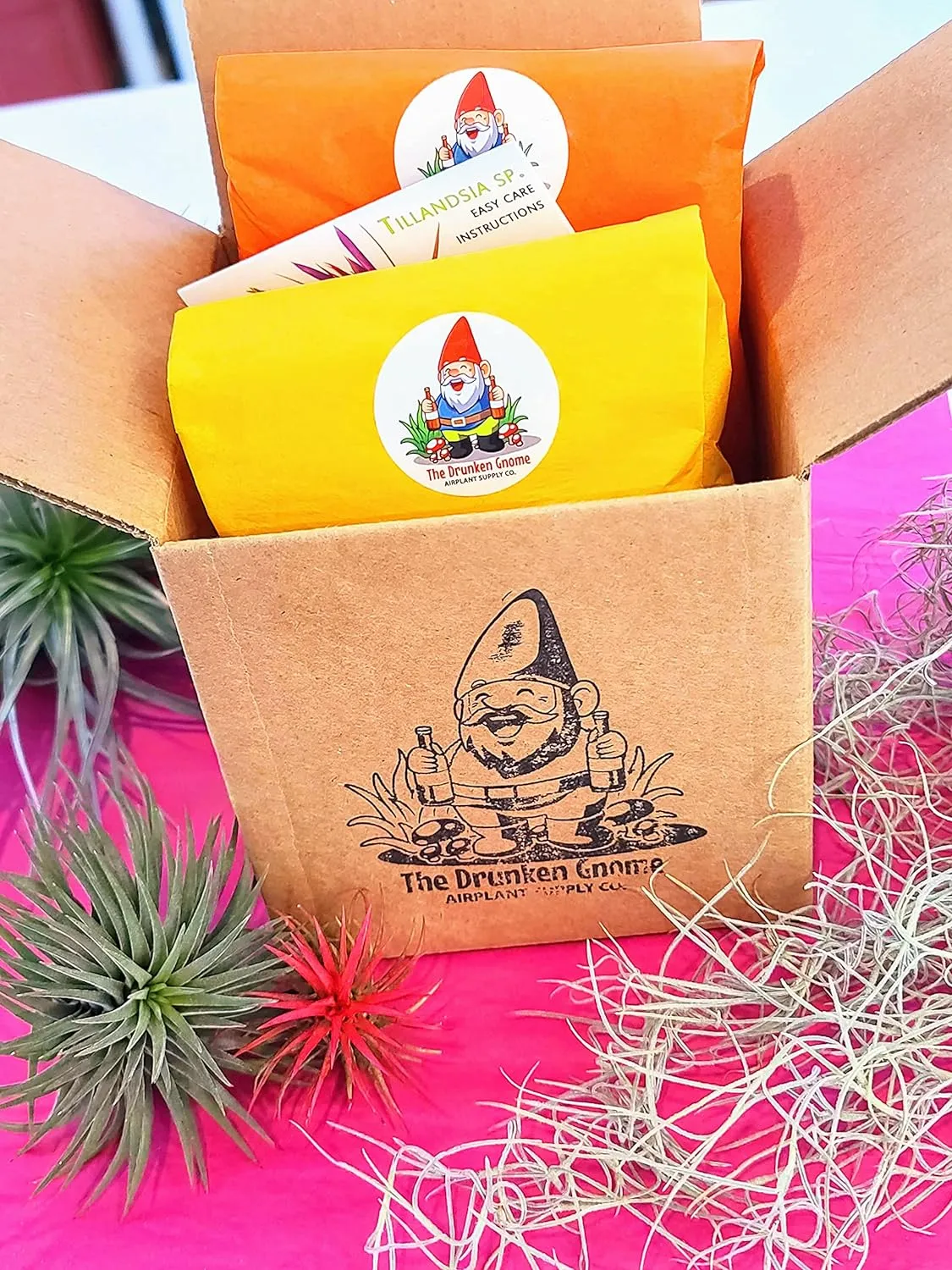 Ionantha Rubra Air Plant (Medium)
